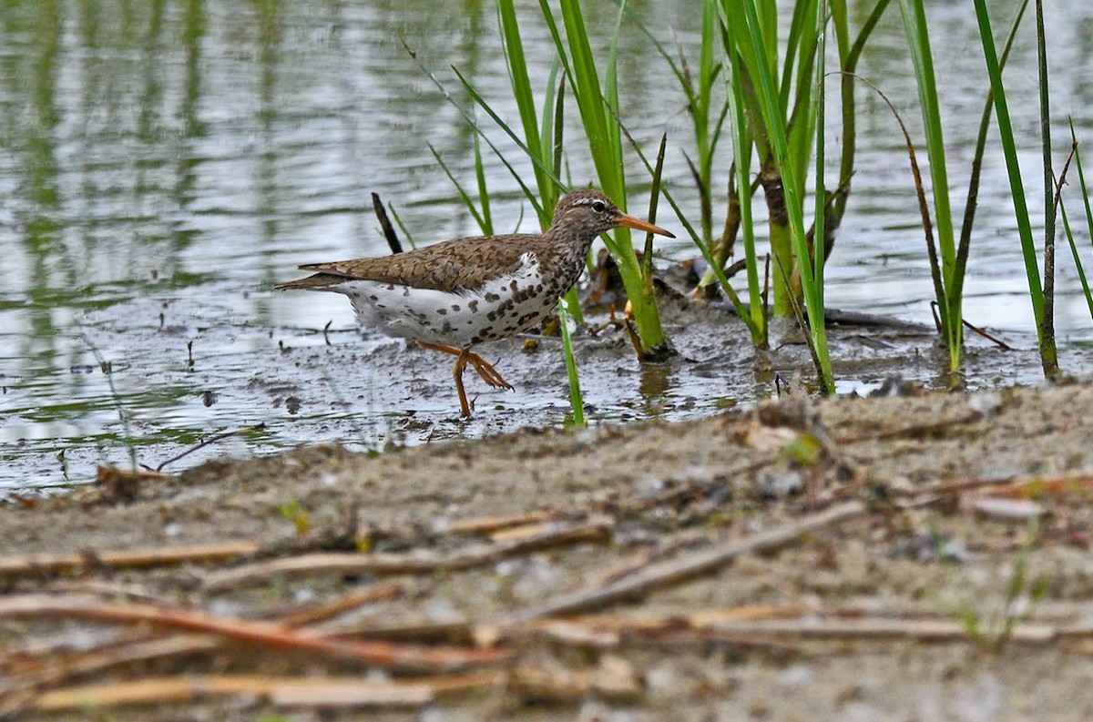 Spotted Sandpiper - ML620687919