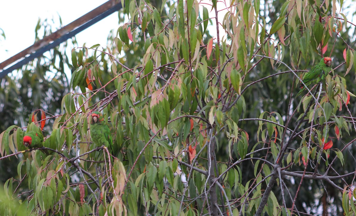 Red-masked Parakeet - ML620687920