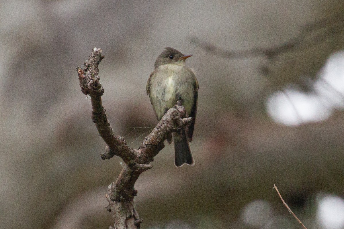 Eastern Wood-Pewee - ML620687922