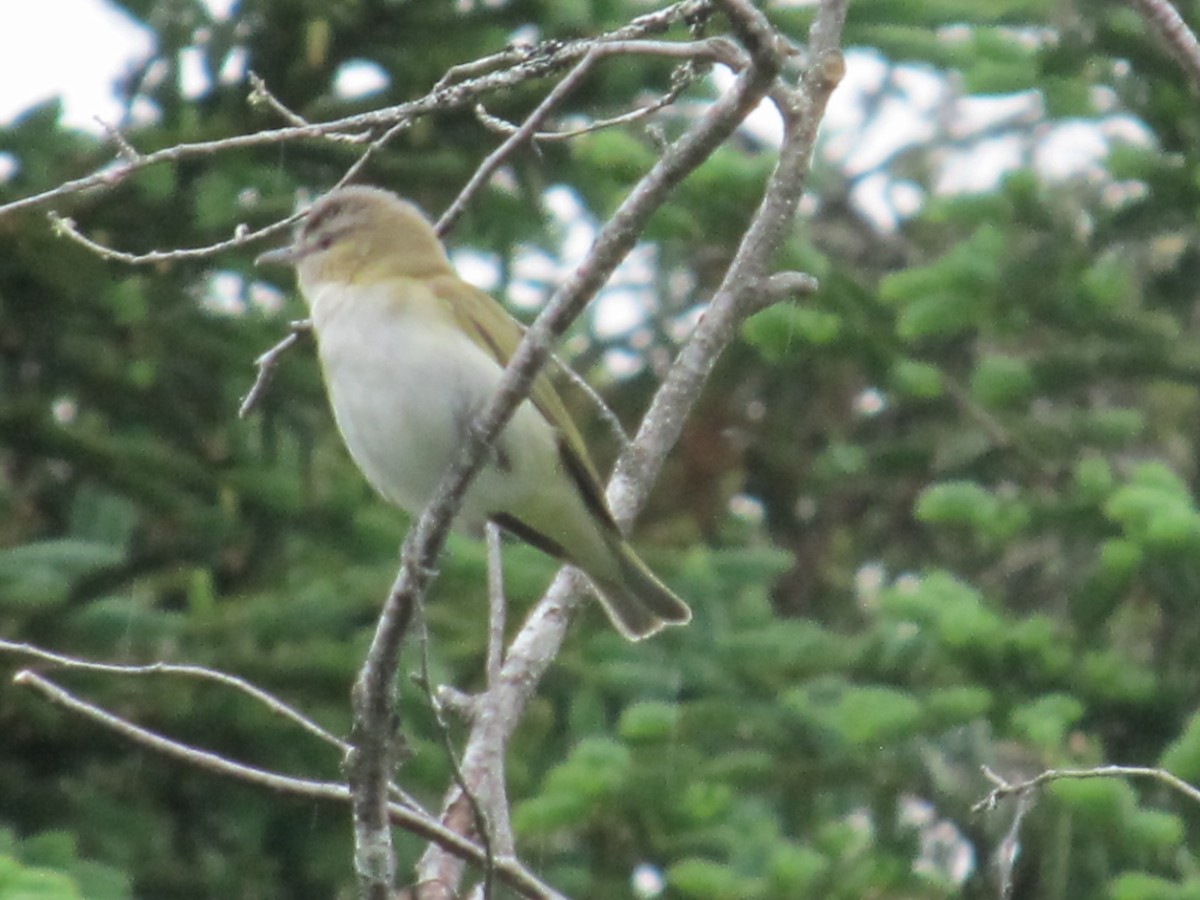 Red-eyed Vireo - Zachary Delmore