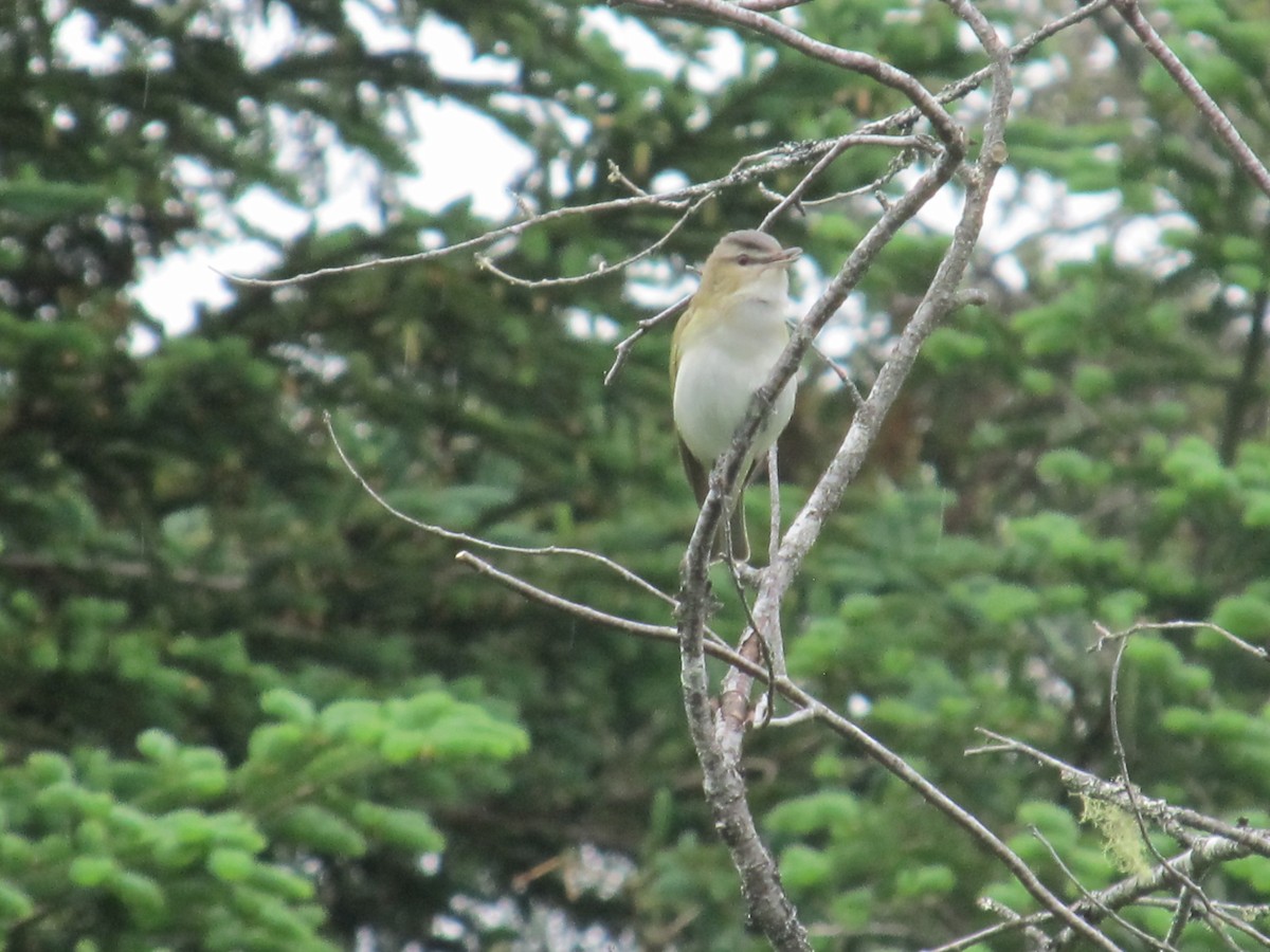 Kızıl Gözlü Vireo - ML620687924