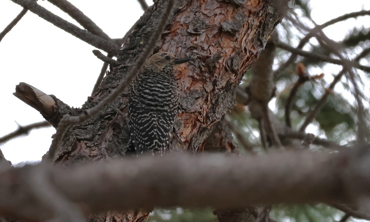 Williamson's Sapsucker - ML620687926