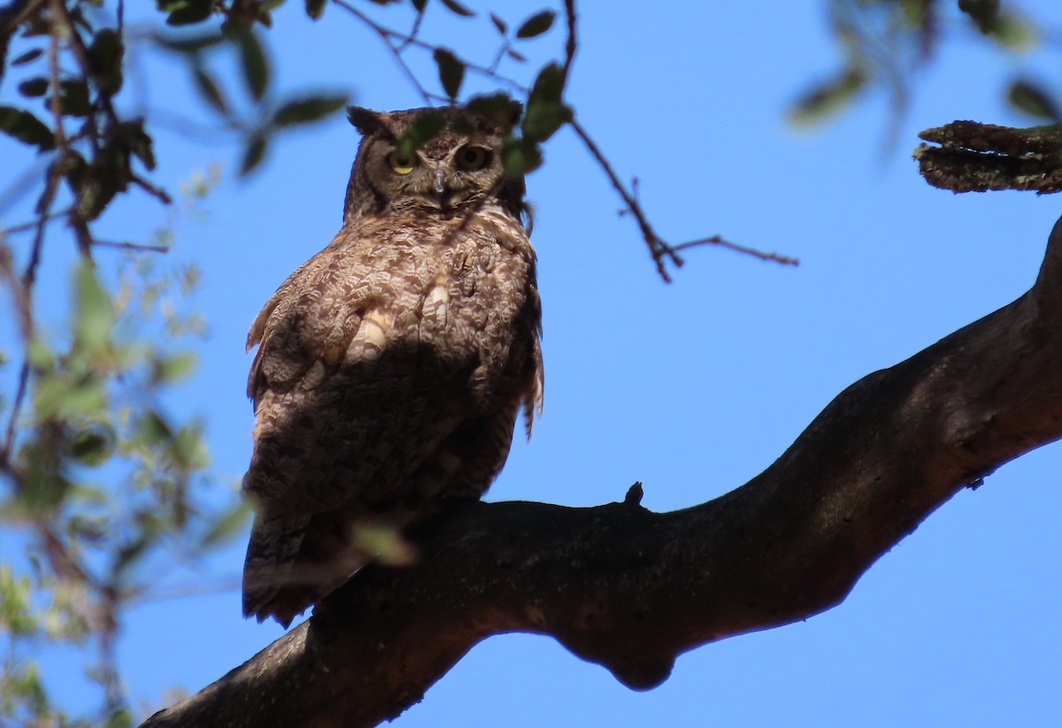 Great Horned Owl - ML620687927