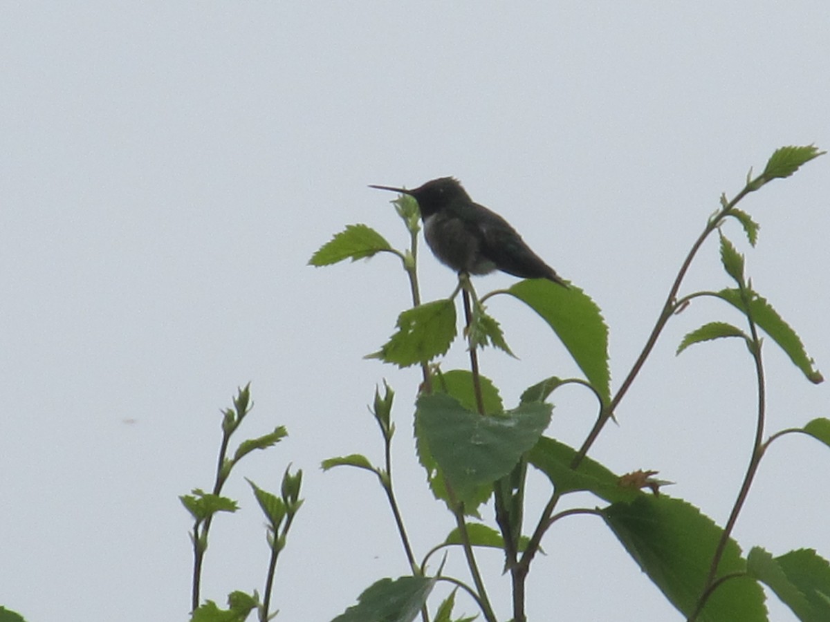 Ruby-throated Hummingbird - ML620687928