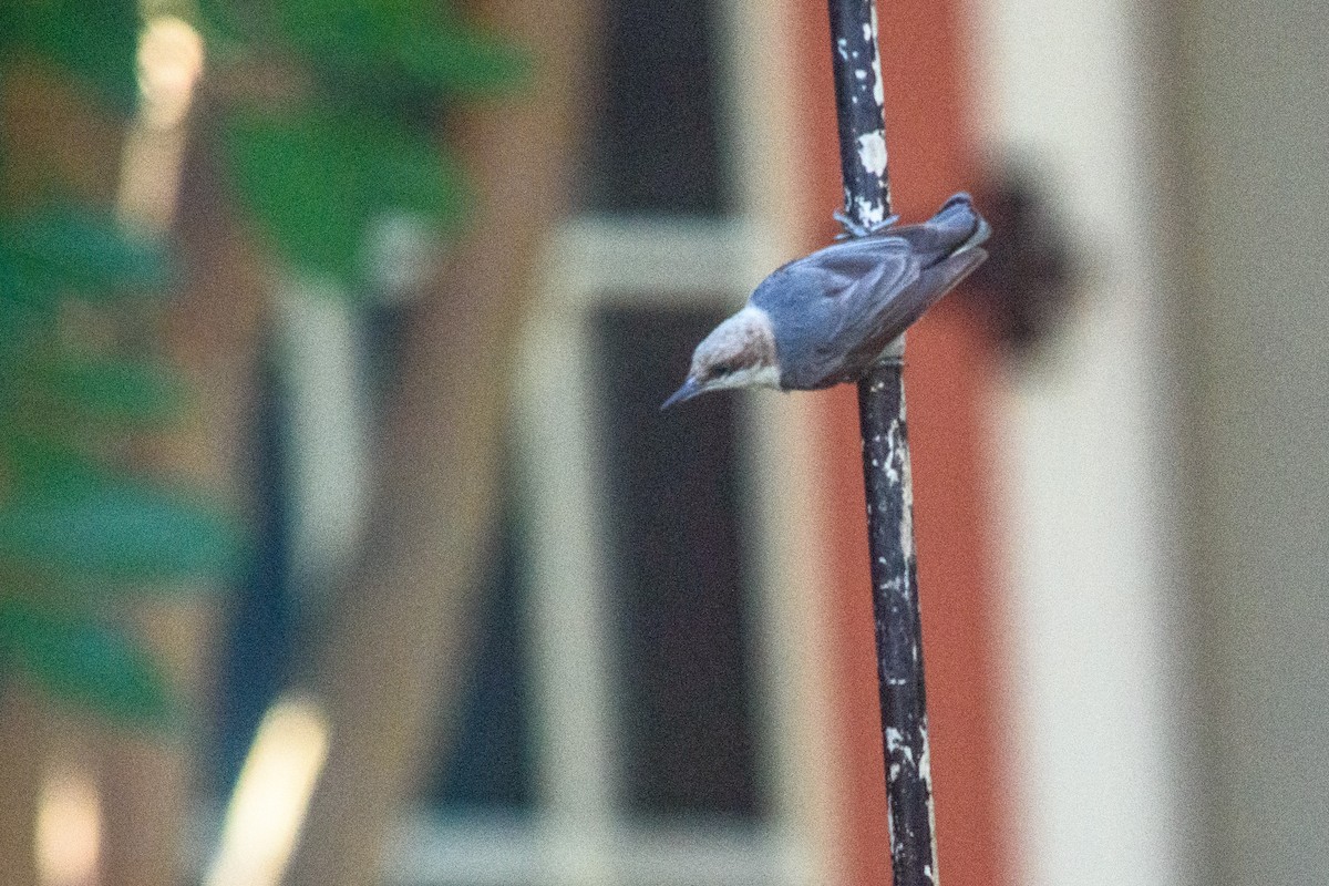 Brown-headed Nuthatch - ML620687930