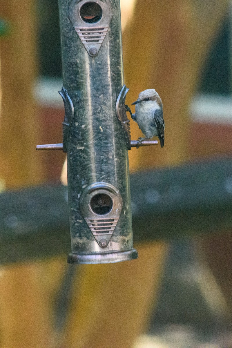 Brown-headed Nuthatch - ML620687931