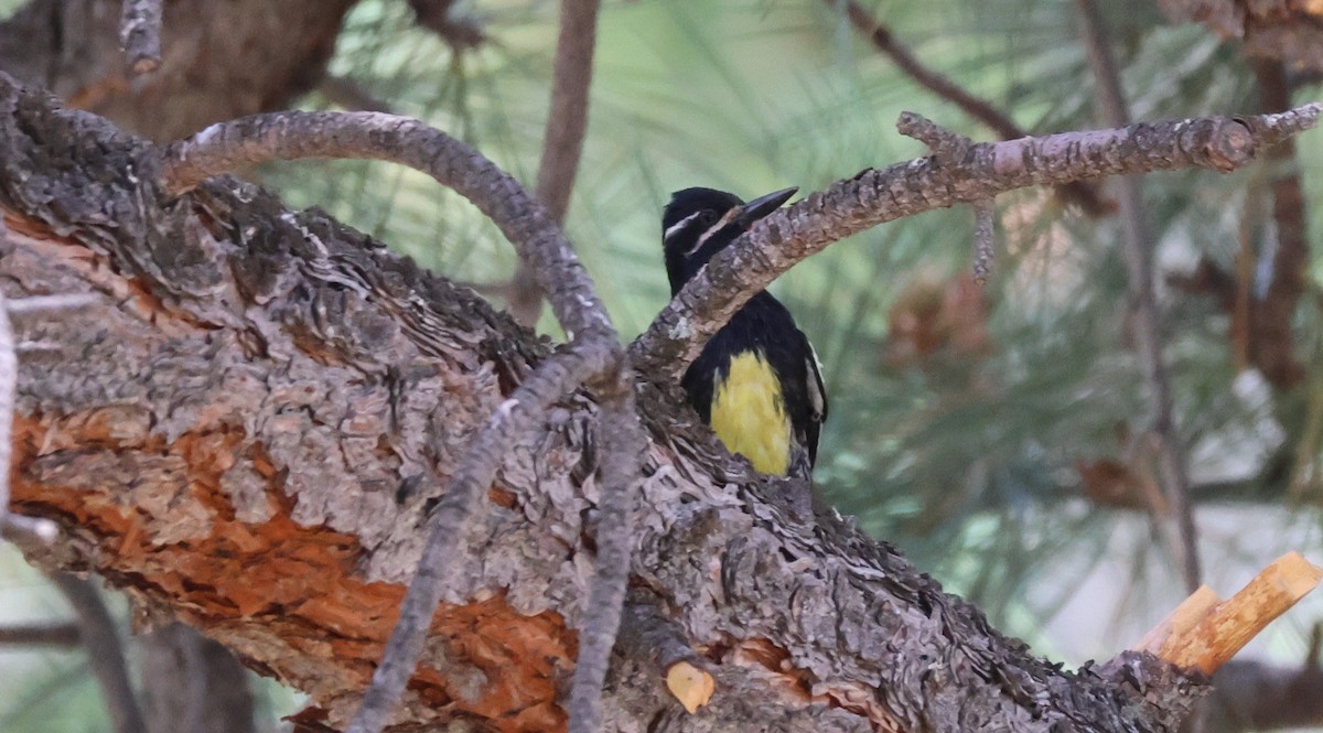 Williamson's Sapsucker - ML620687932