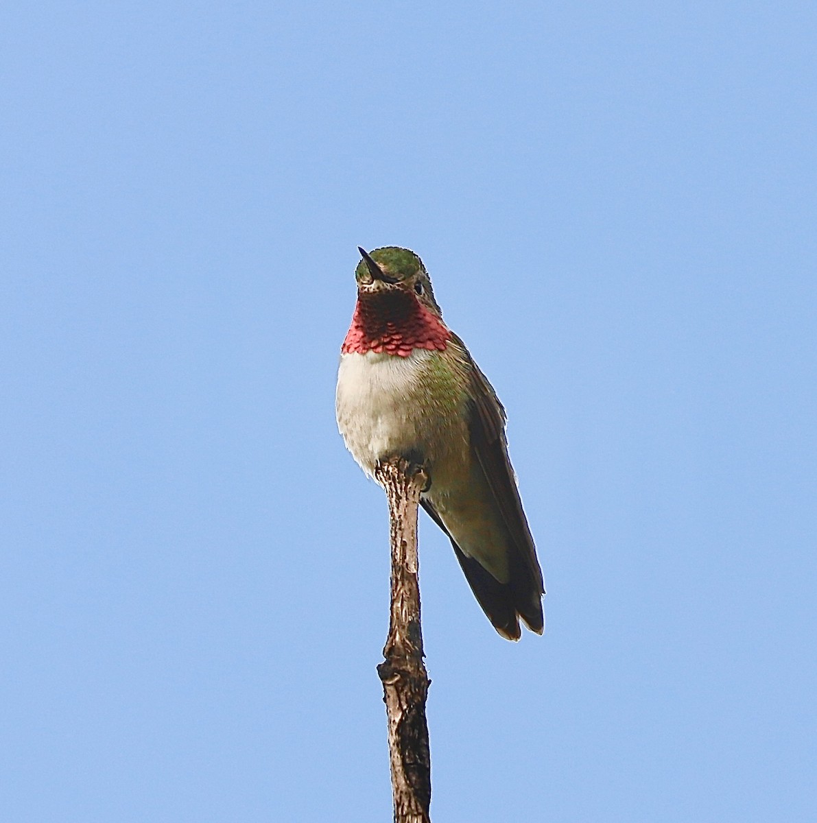 Broad-tailed Hummingbird - ML620687937