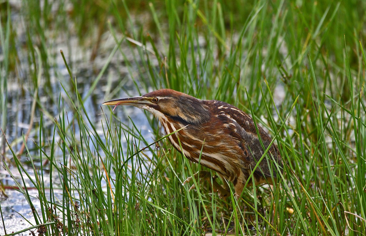 American Bittern - ML620687938