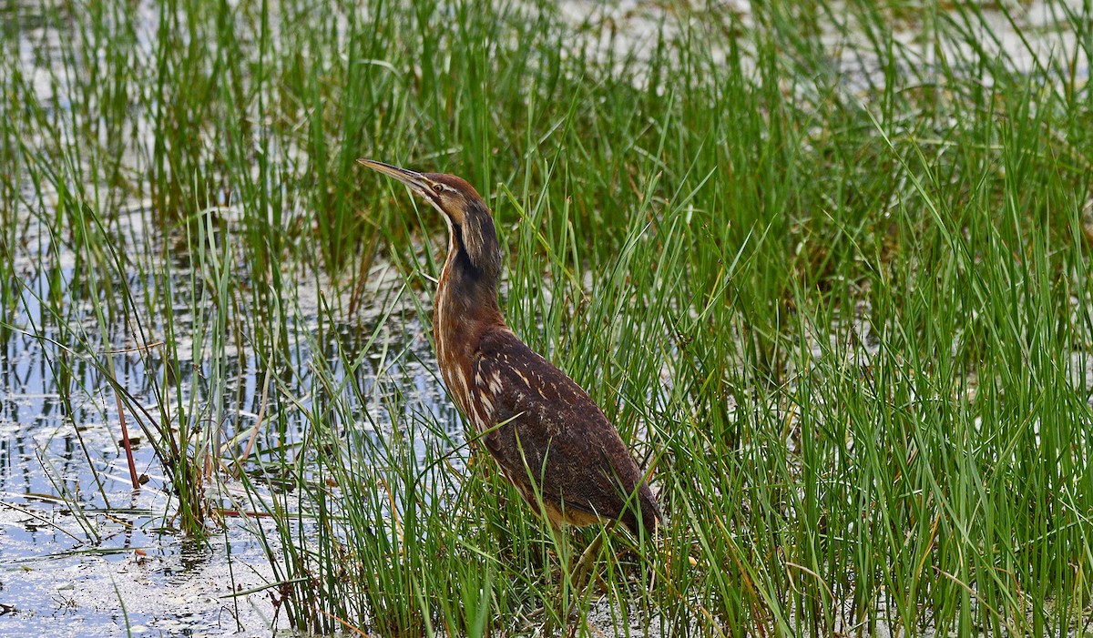 American Bittern - ML620687939