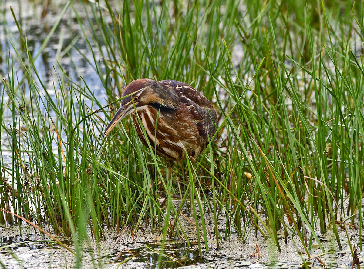 American Bittern - ML620687940