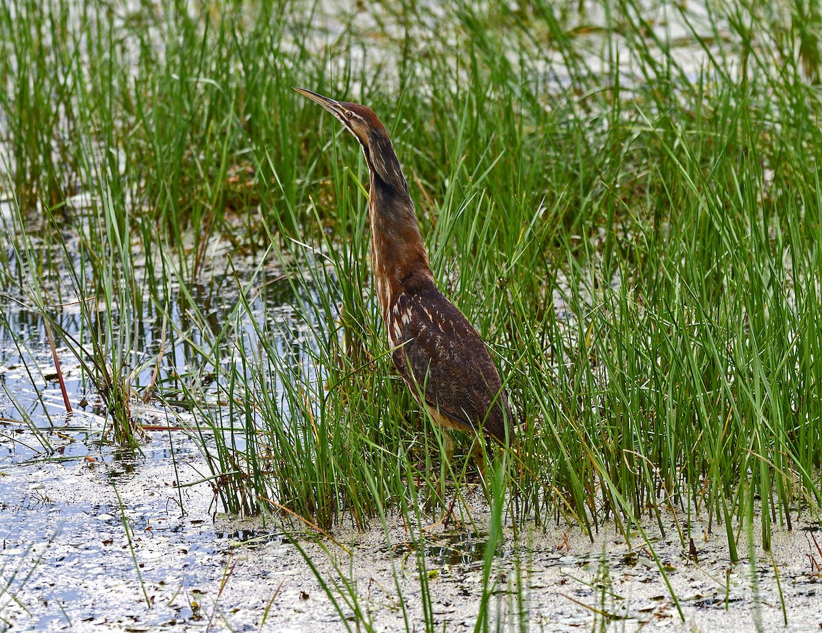 American Bittern - ML620687941