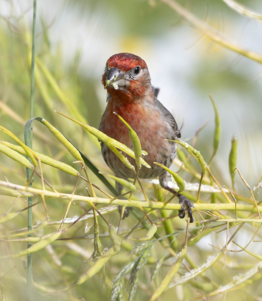 House Finch - ML620687946