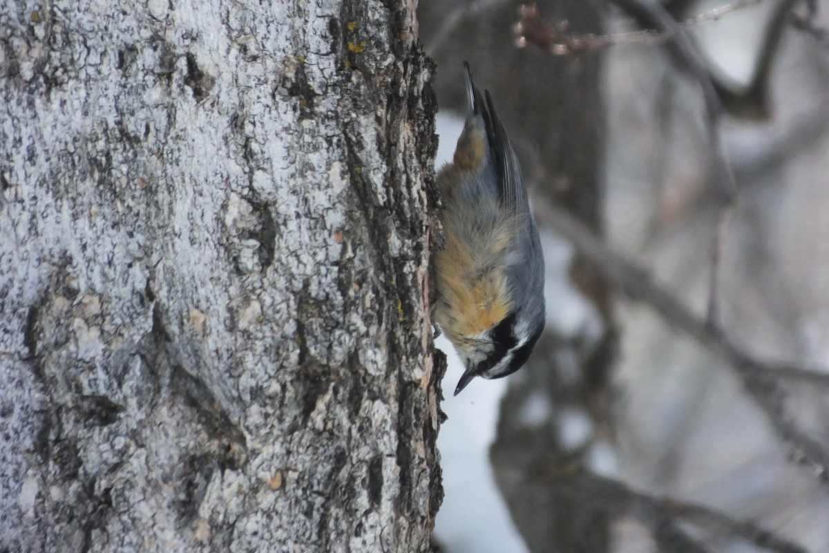 Red-breasted Nuthatch - ML620687947