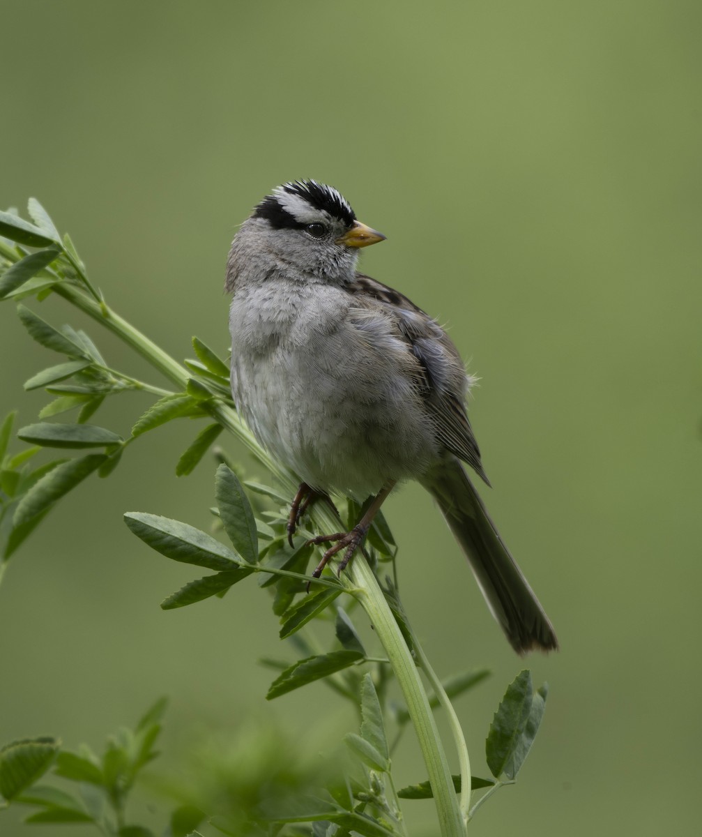 White-crowned Sparrow - ML620687948