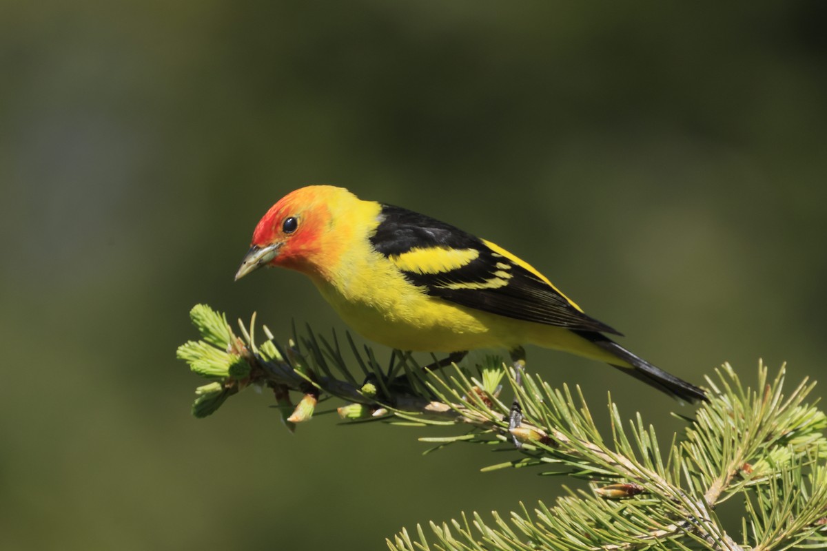Western Tanager - ML620687949
