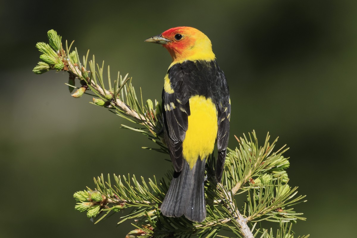 Western Tanager - ML620687950