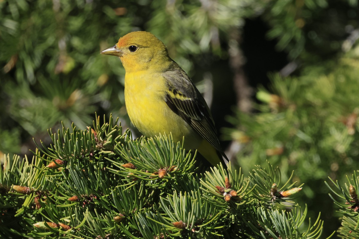 Western Tanager - ML620687951