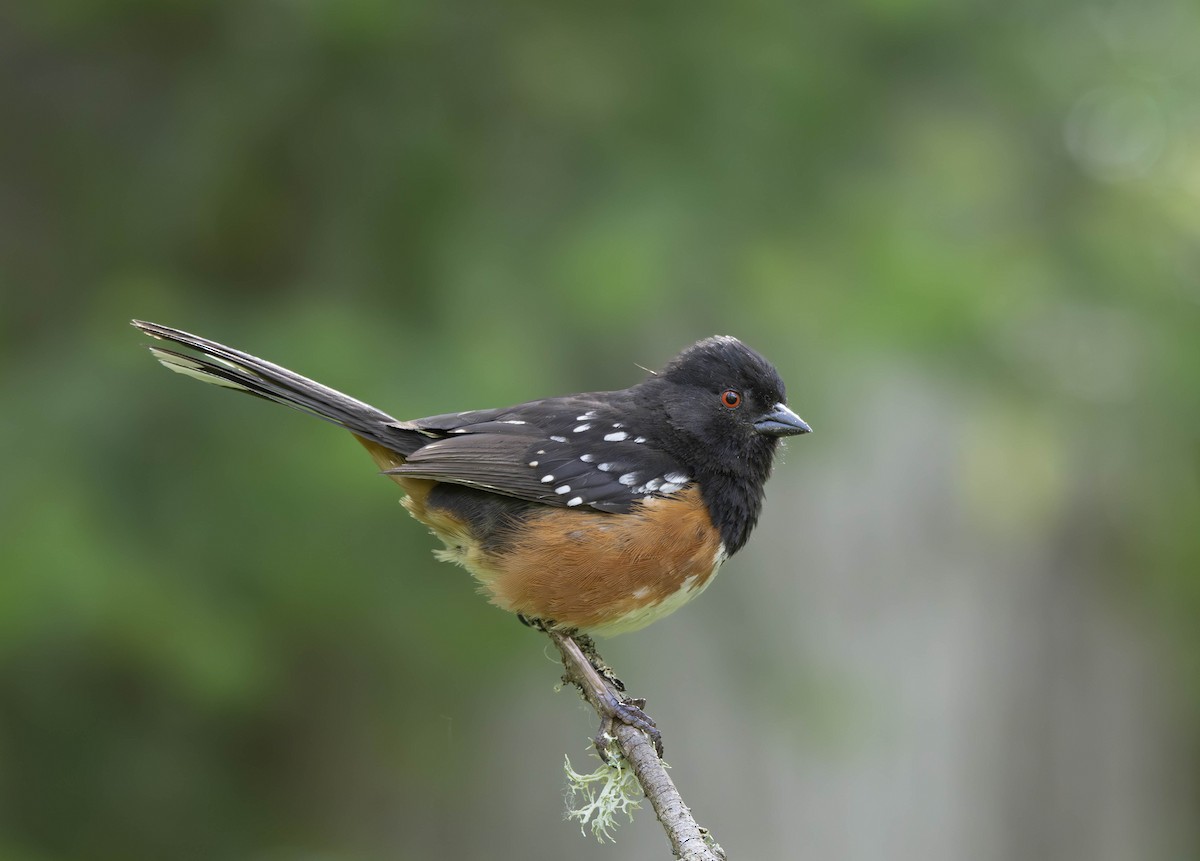 Spotted Towhee - ML620687953