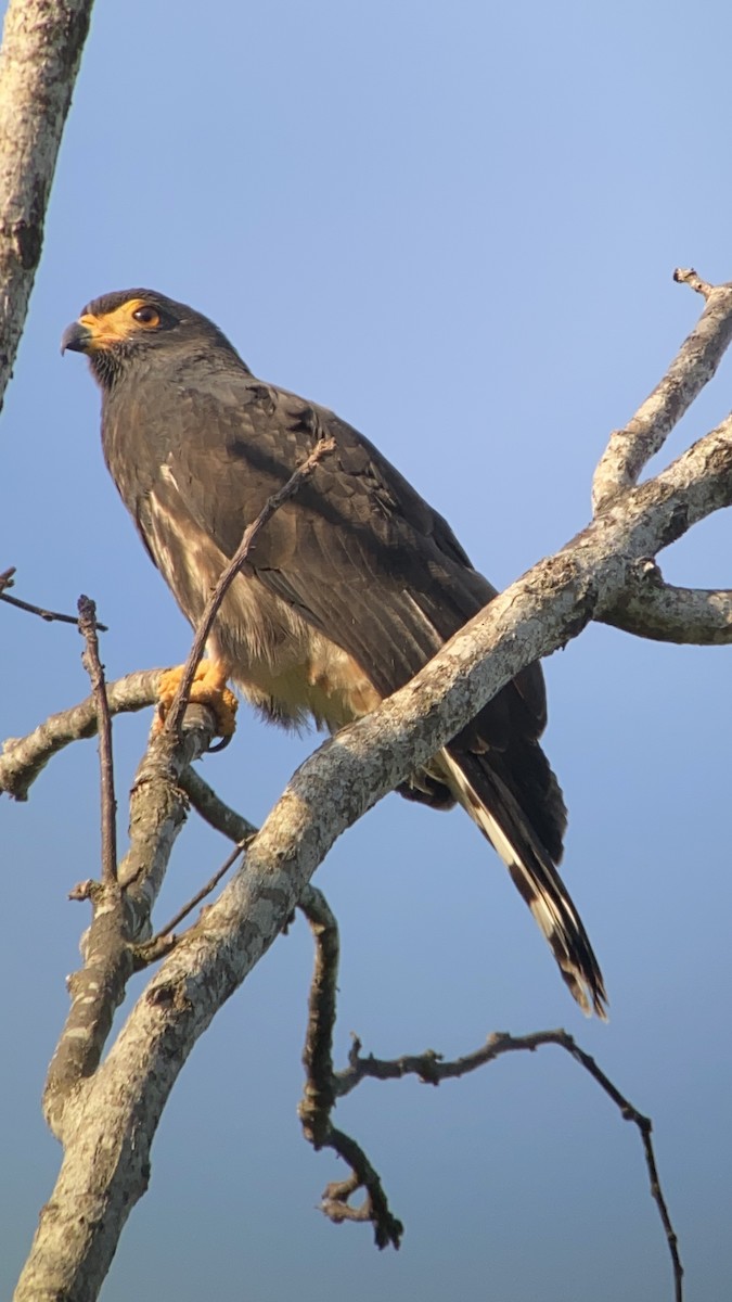 Gray-headed Kite - ML620687954