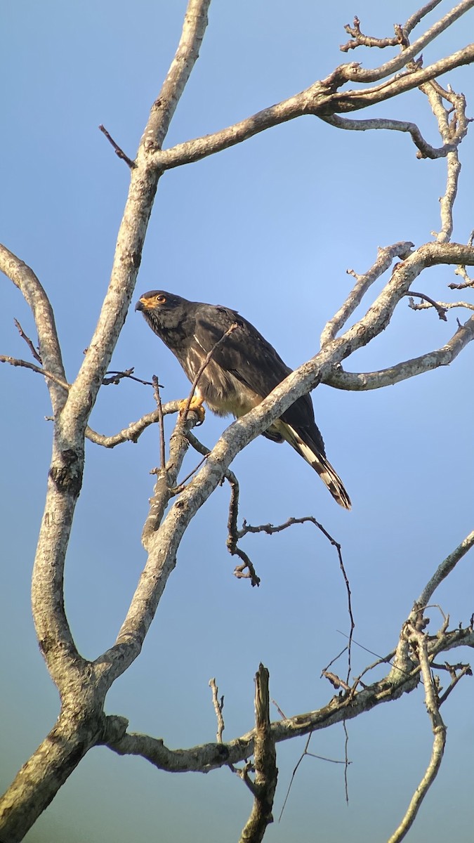 Gray-headed Kite - ML620687955