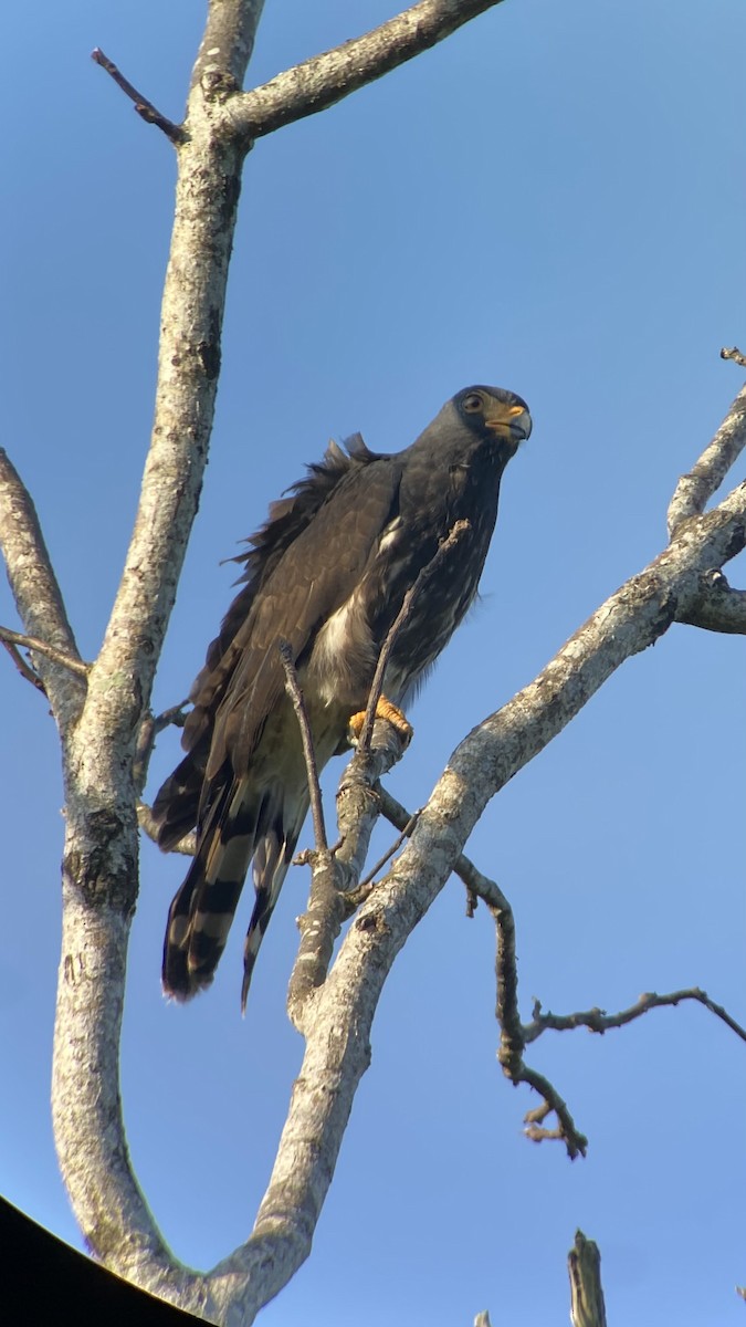 Gray-headed Kite - ML620687956