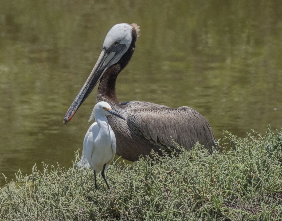 Brown Pelican - ML620687957