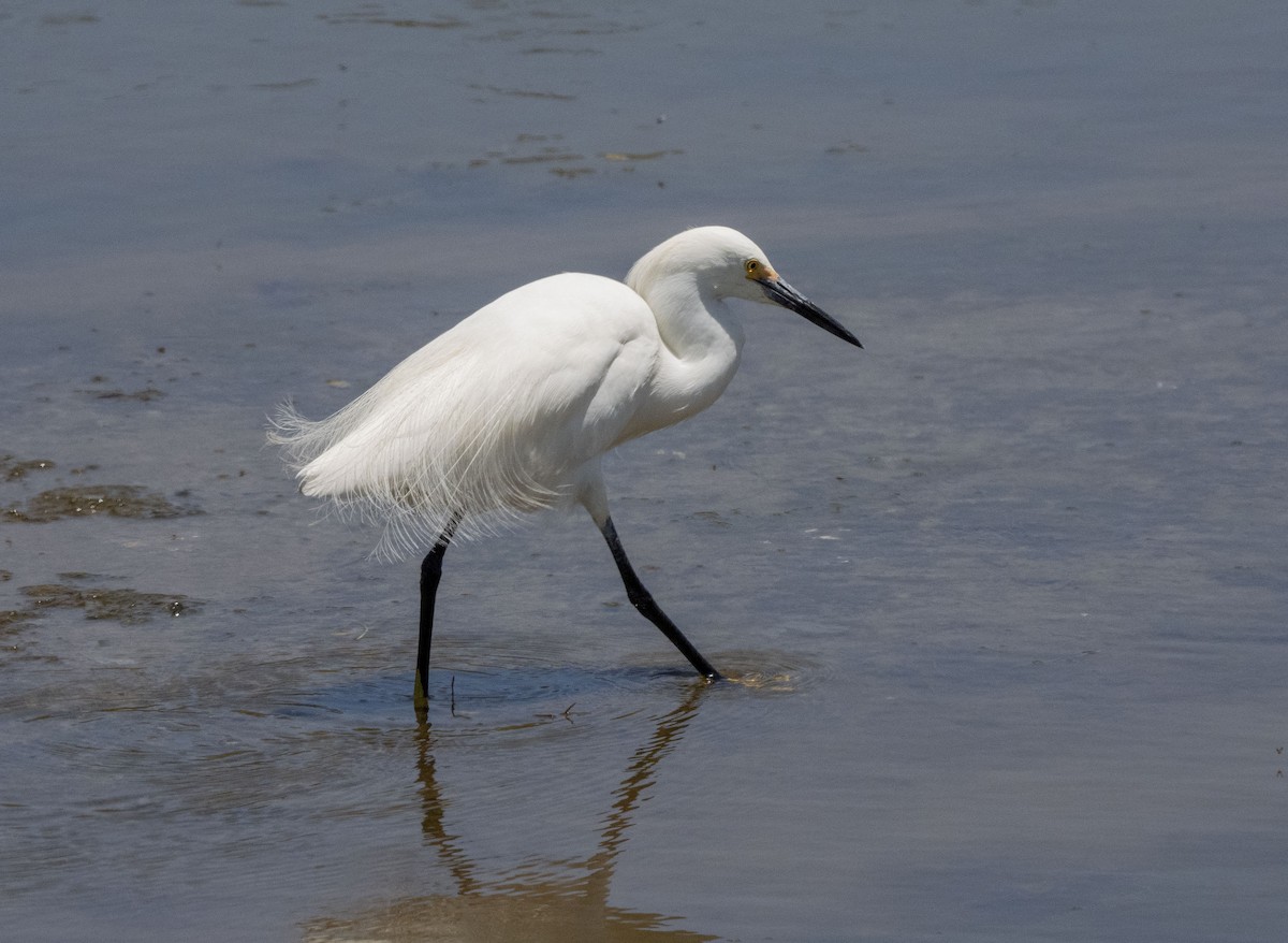 Snowy Egret - ML620687961