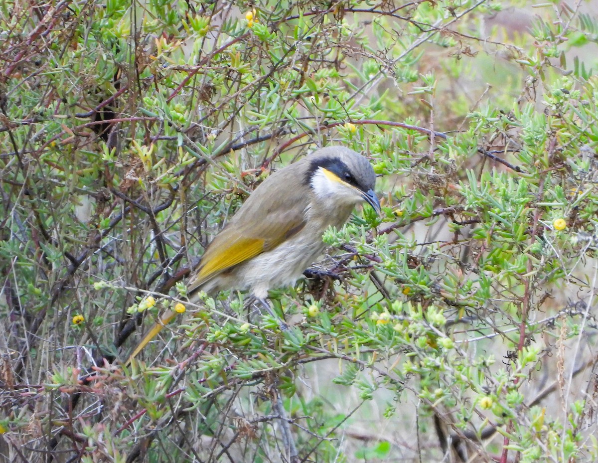 Singing Honeyeater - ML620687962