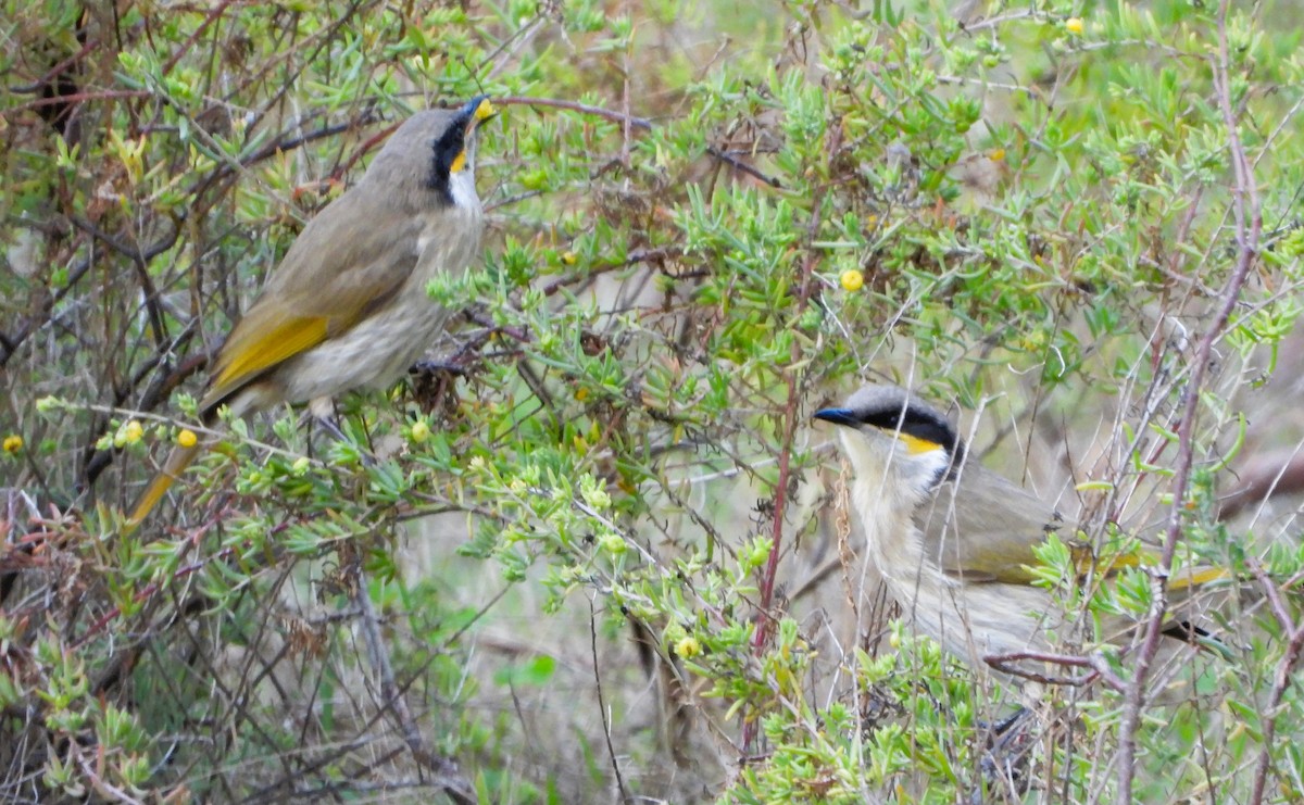 Singing Honeyeater - ML620687963