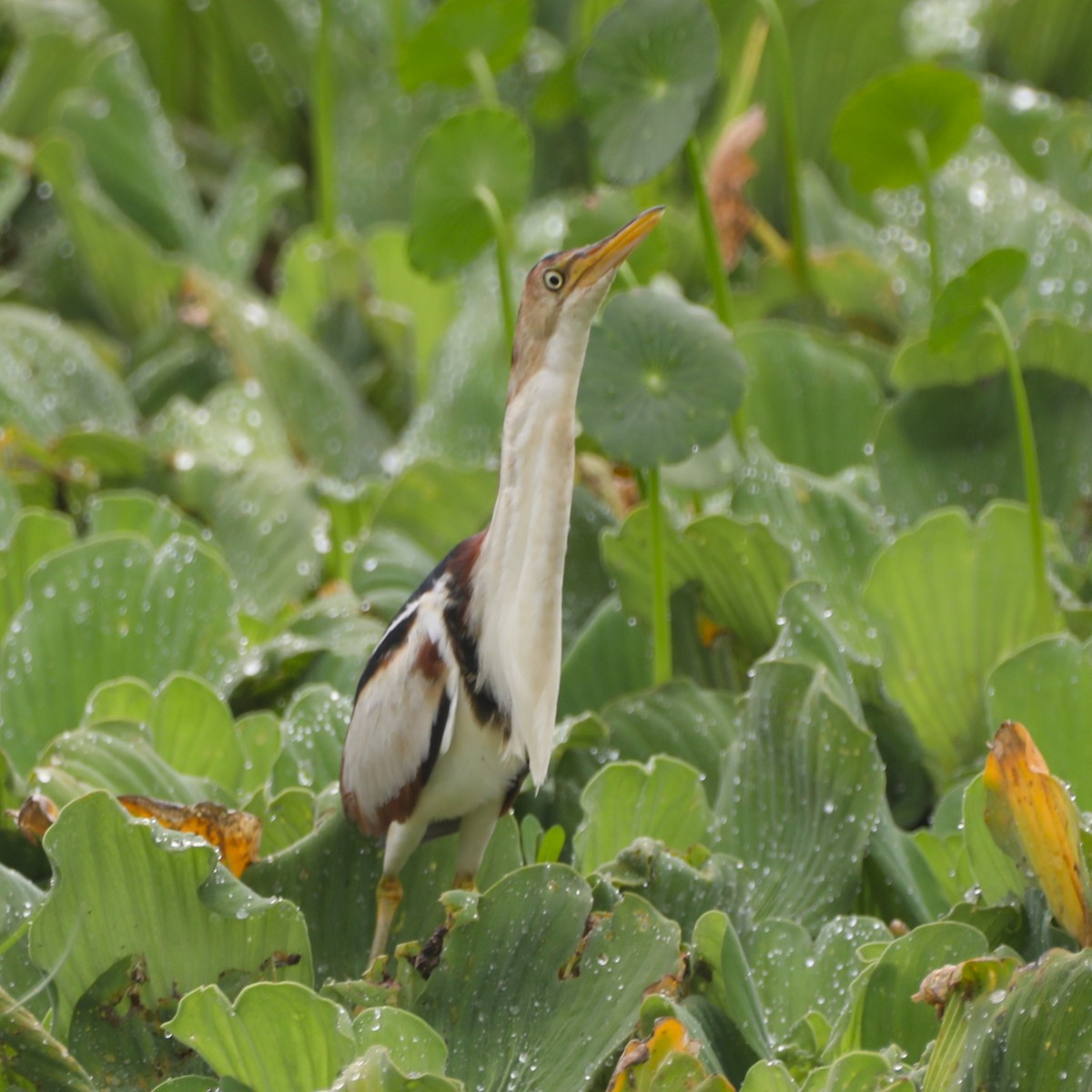 Least Bittern - ML620687965