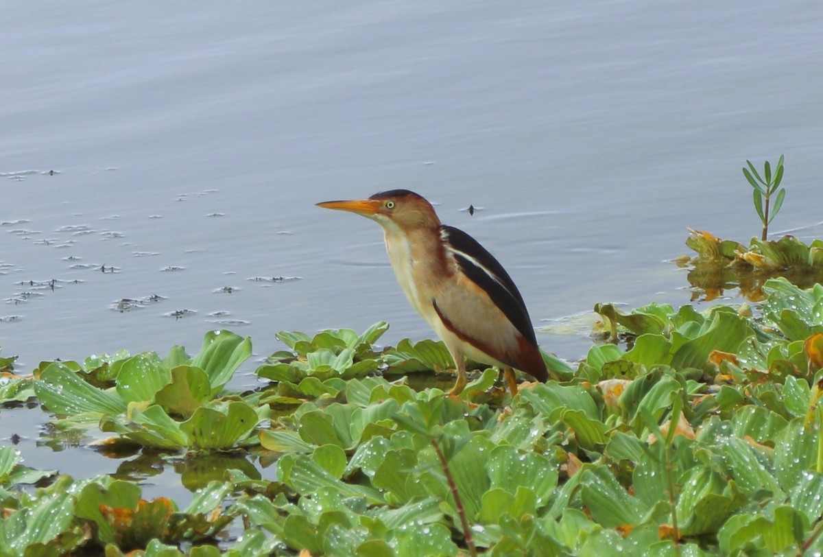 Least Bittern - ML620687966