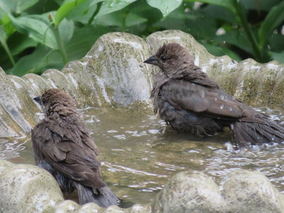 Brown-headed Cowbird - ML620687969