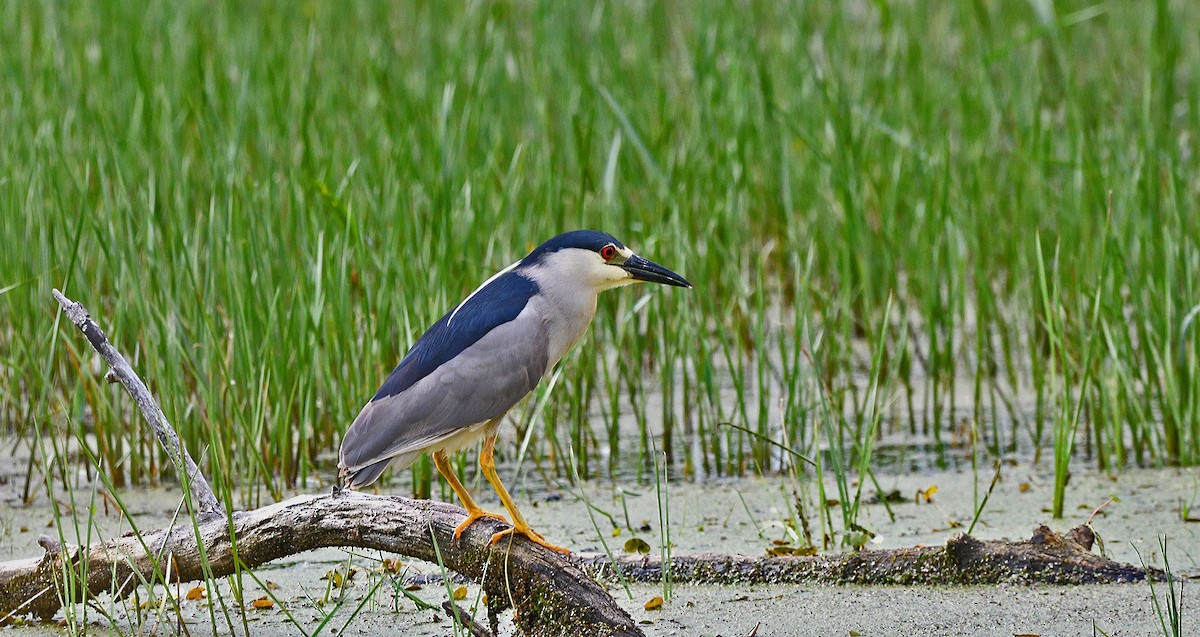 Black-crowned Night Heron - ML620687970