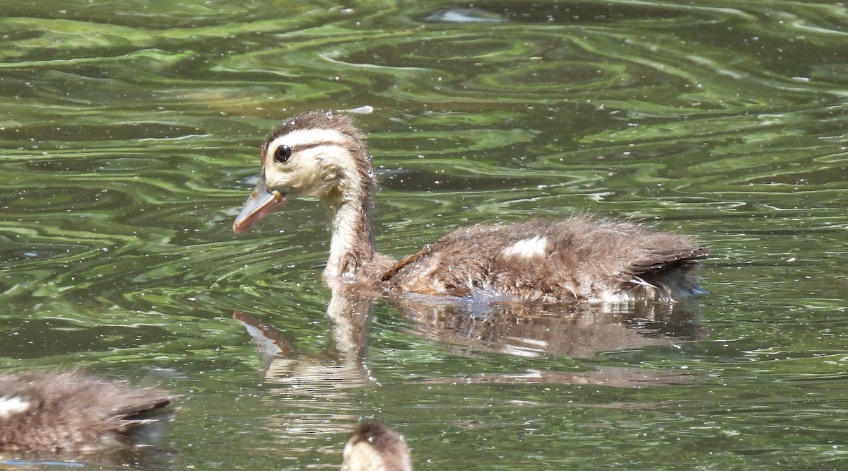 Wood Duck - ML620687974