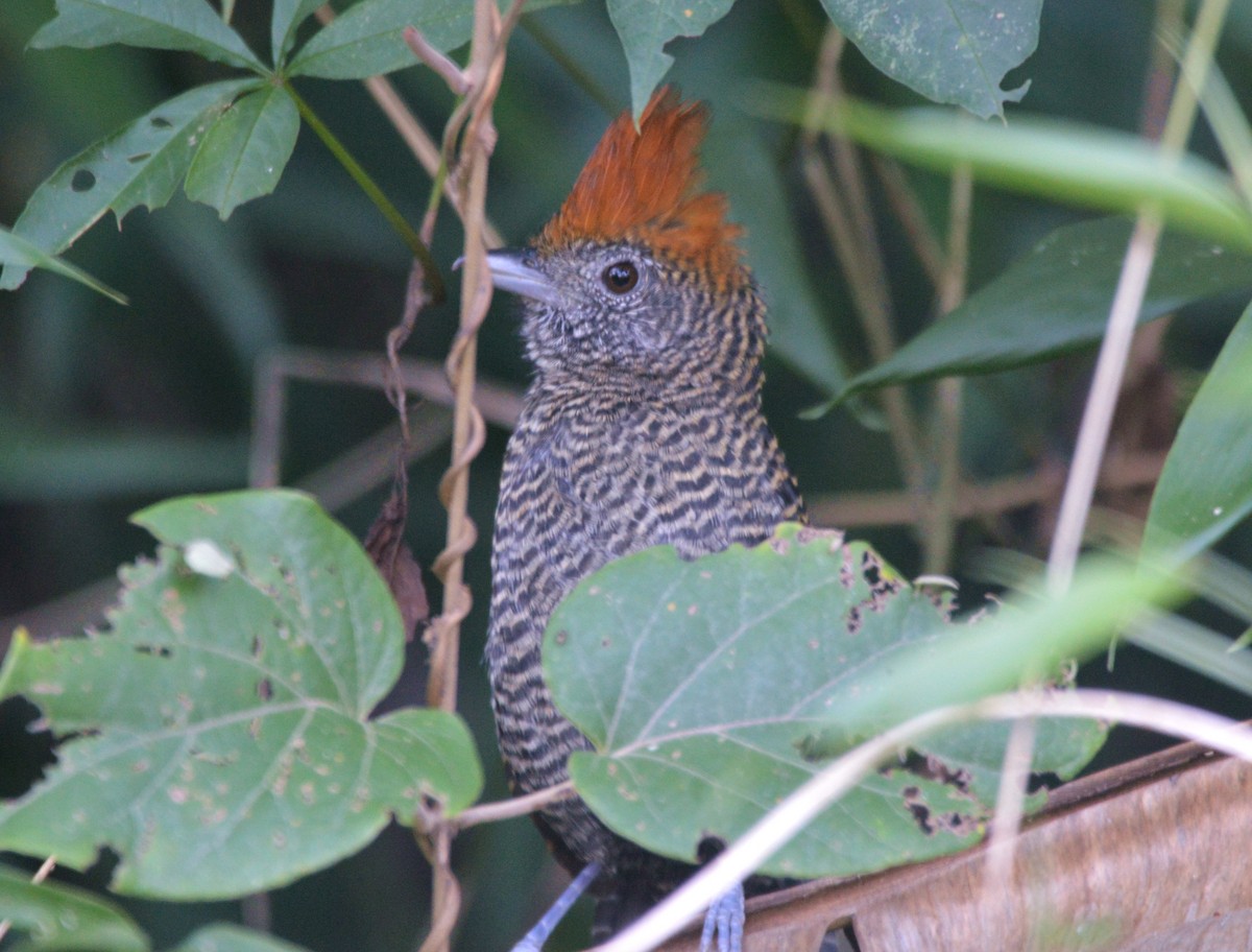 Tufted Antshrike - Francisco Micael Solari Menoret