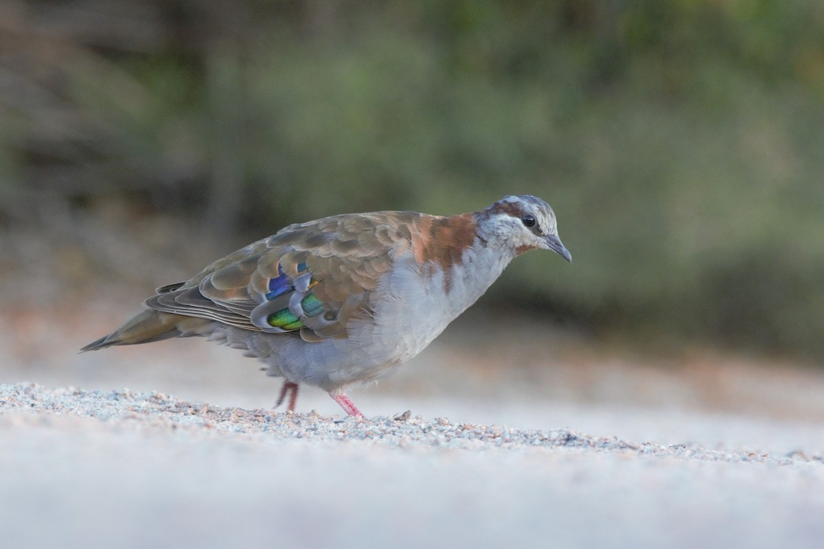 Brush Bronzewing - Judah Minto