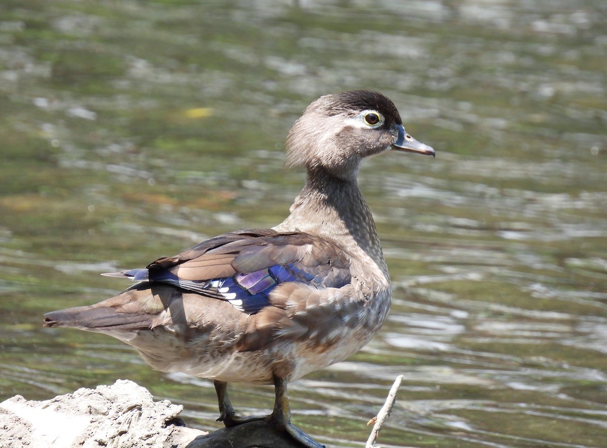 Wood Duck - ML620687979