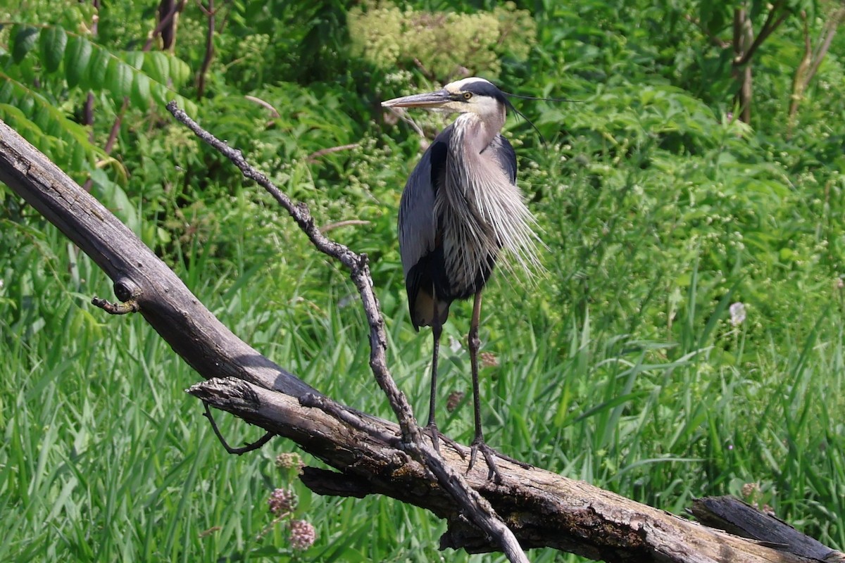 Great Blue Heron - ML620687980