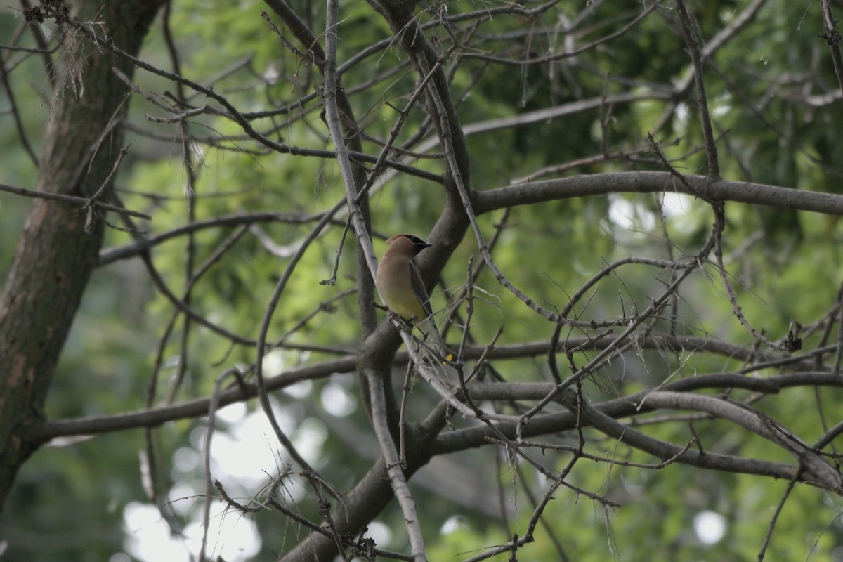 Cedar Waxwing - ML620687983