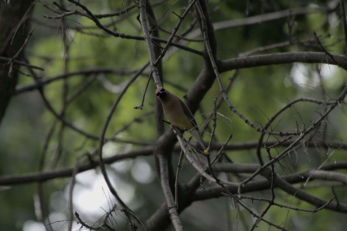 Cedar Waxwing - ML620687984