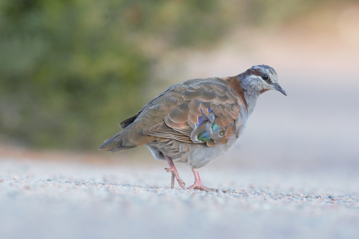 Brush Bronzewing - ML620687985