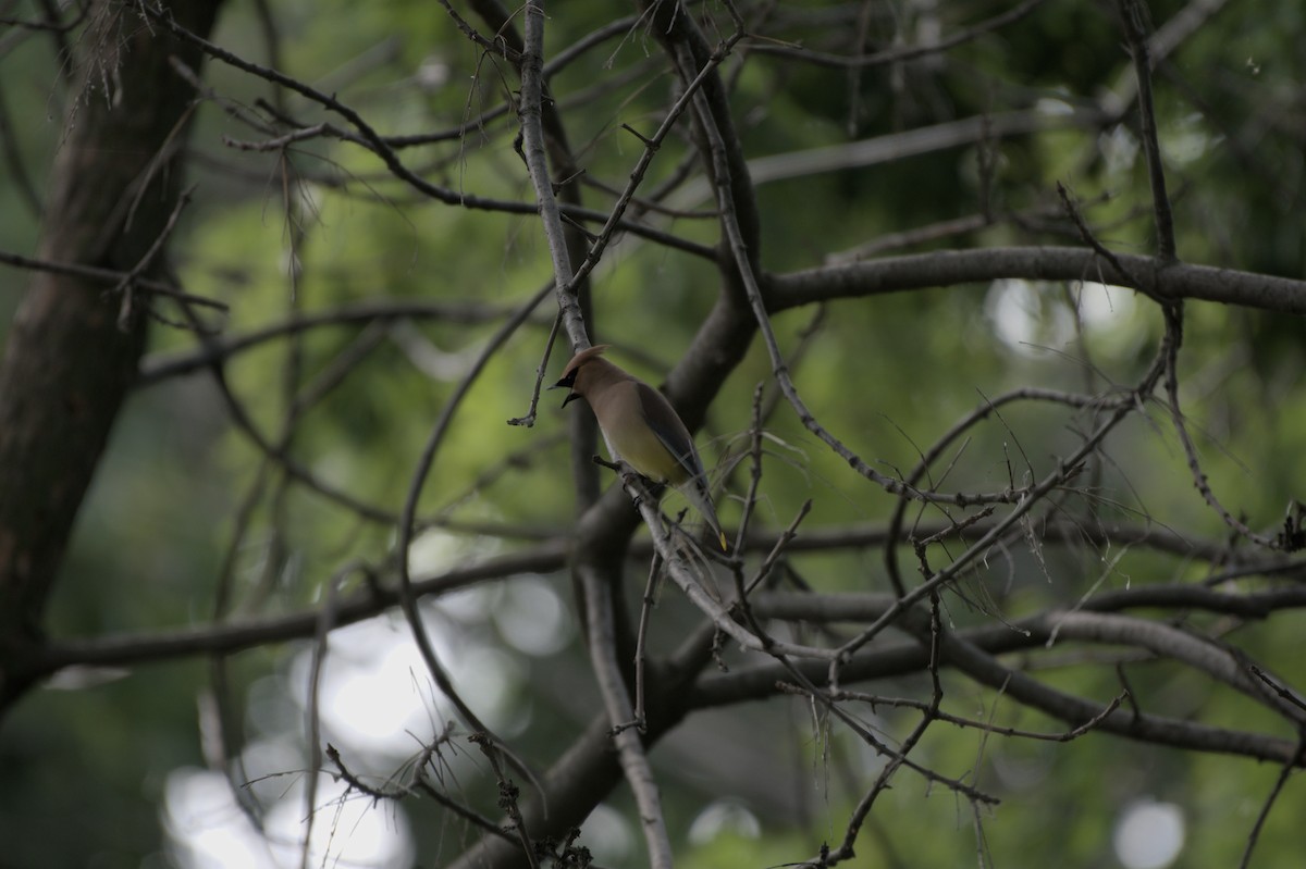 Cedar Waxwing - ML620687986