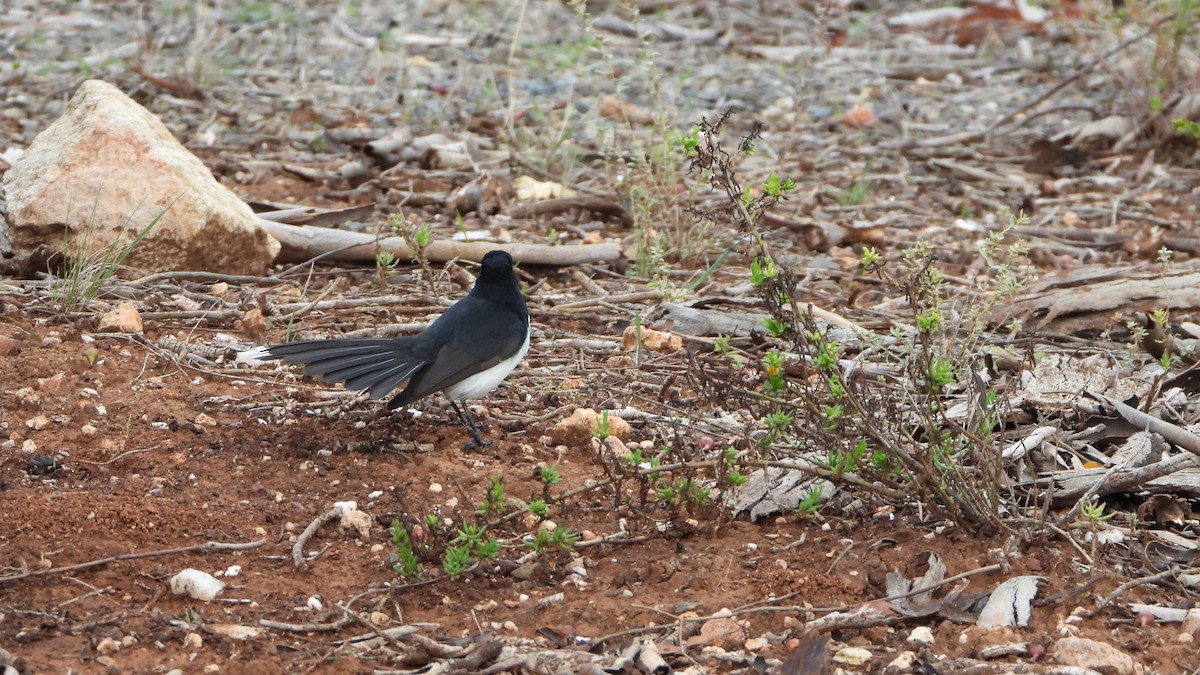 Willie-wagtail - ML620687987