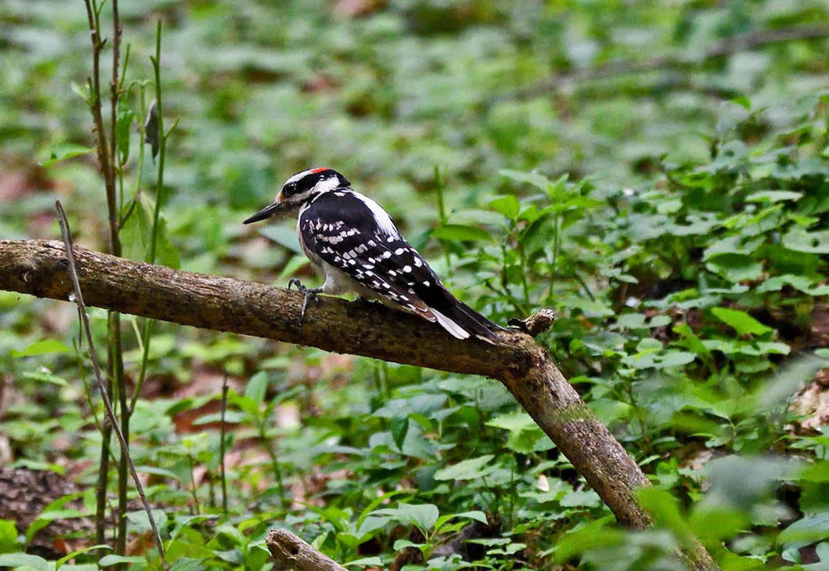 Hairy Woodpecker - ML620687989