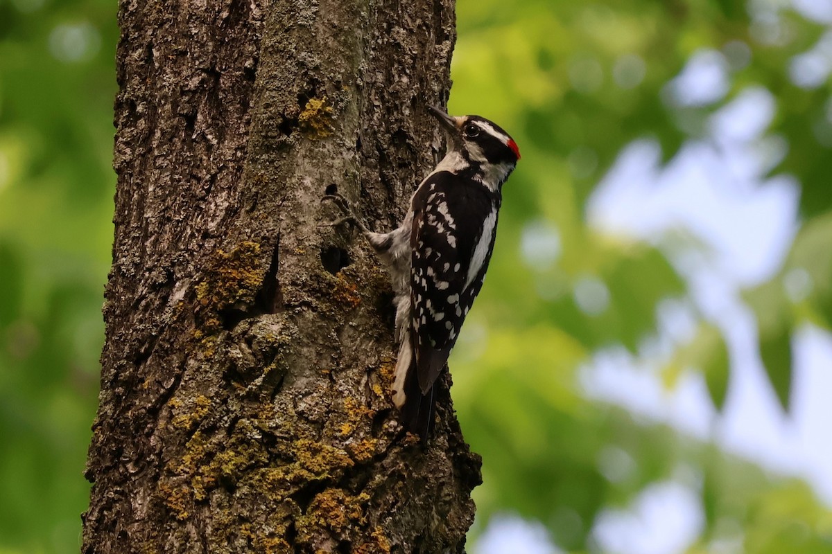 Downy Woodpecker - ML620687994