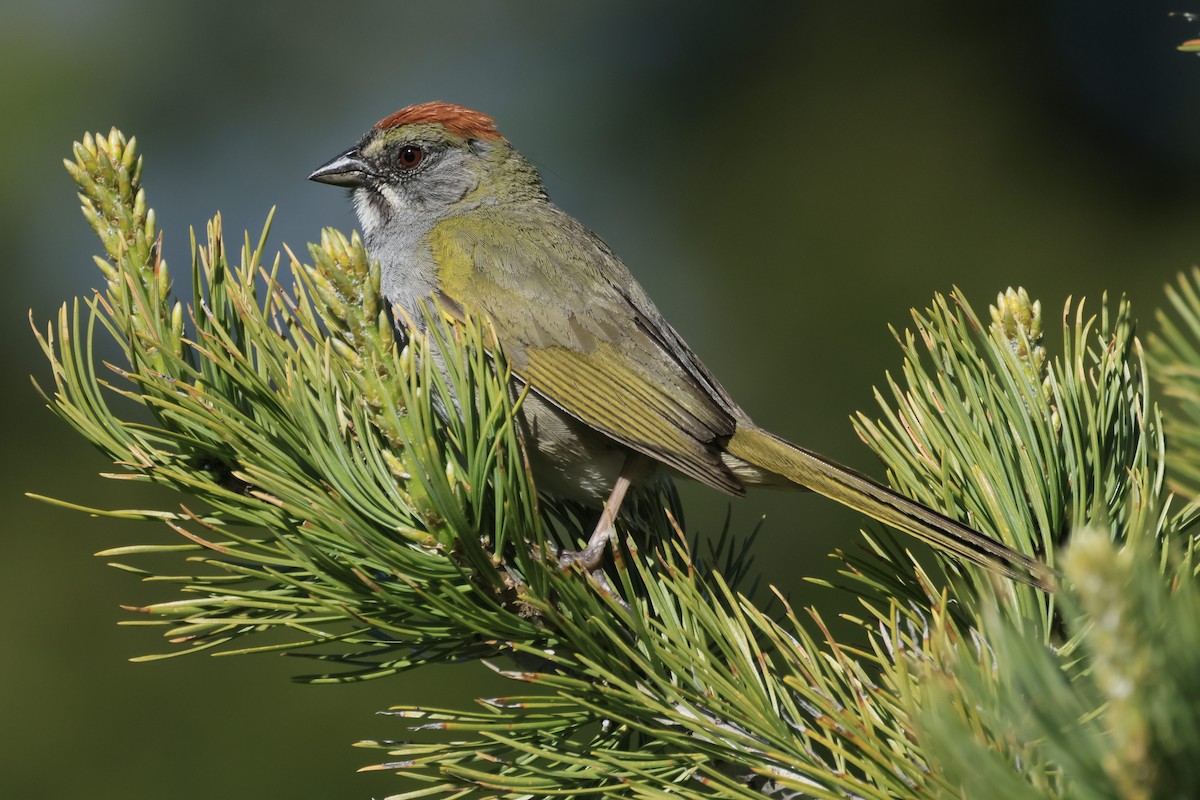 Green-tailed Towhee - Tracy Enterline