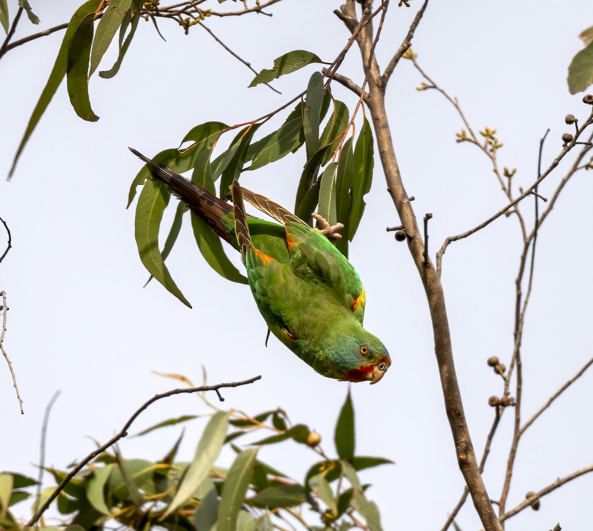 Swift Parrot - ML620687998