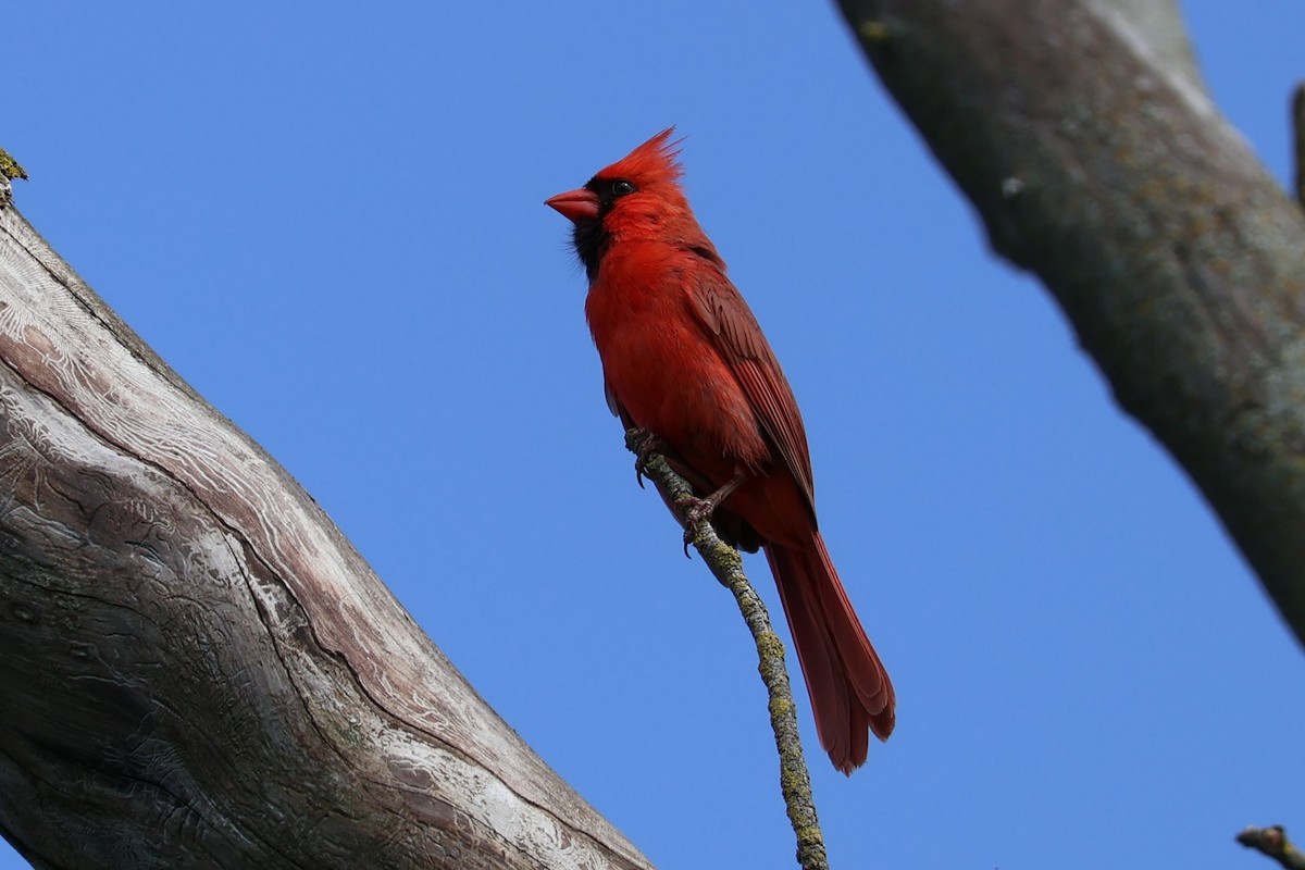 Northern Cardinal - Chad Cornish