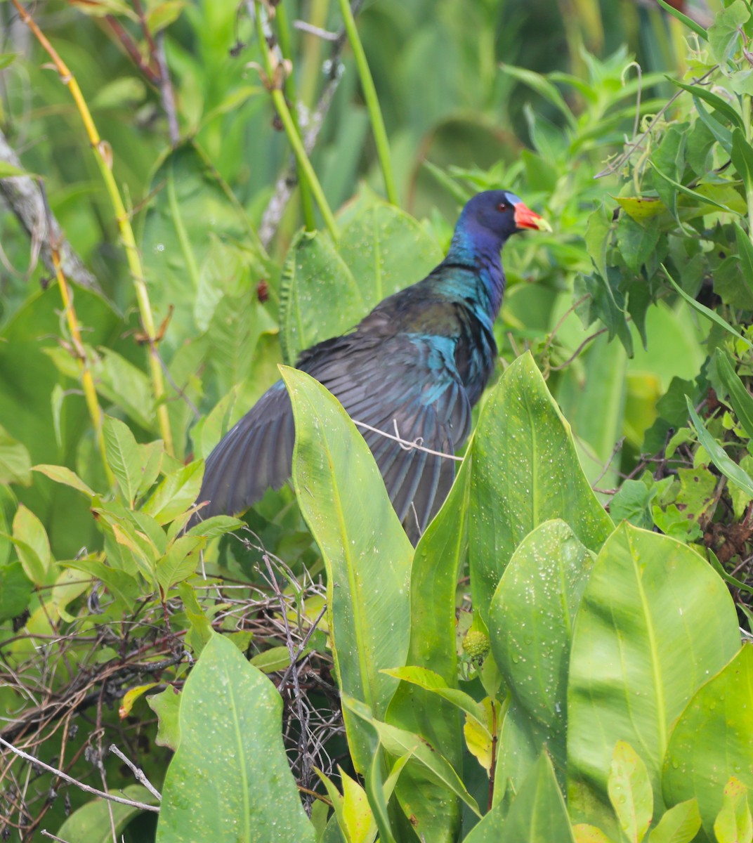 Purple Gallinule - ML620688005